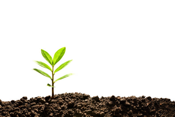 istock Green sprout growing out from soil isolated on white background 941023612