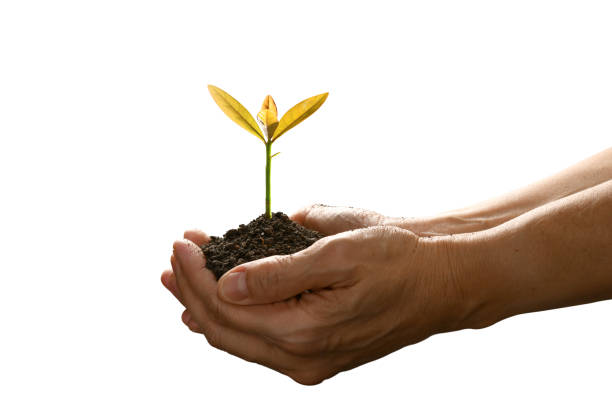 istock Hands holding and caring a green young plant isolated on white background 941023668