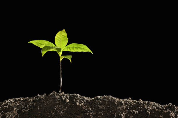 istock Green sprout growing out from soil isolated on black background 941023690