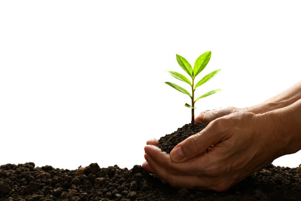 manos sosteniendo y cuidando una planta joven verde aislada sobre fondo blanco - seed human hand tree growth fotografías e imágenes de stock