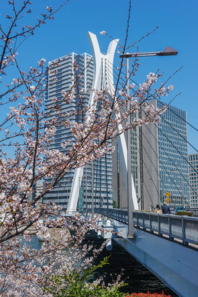 istock Chuo Ohashi Bridge and Cherry Blossoms 941023930