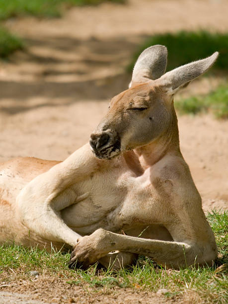 mirando kangaroo humanos - kangaroo animal humor fun fotografías e imágenes de stock