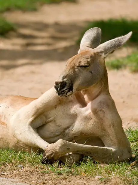 Photo of Human looking kangaroo