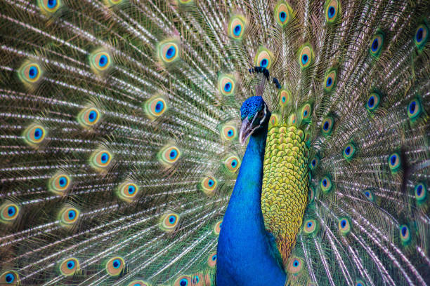 istock Tropical wild peacock with beautiful colorful feathers 941024566