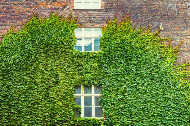 istock Green plant on the brick wall 941025984
