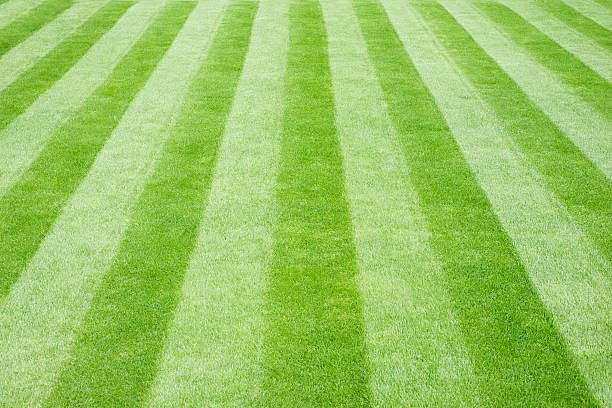 Real Grass Striped Lawn stock photo