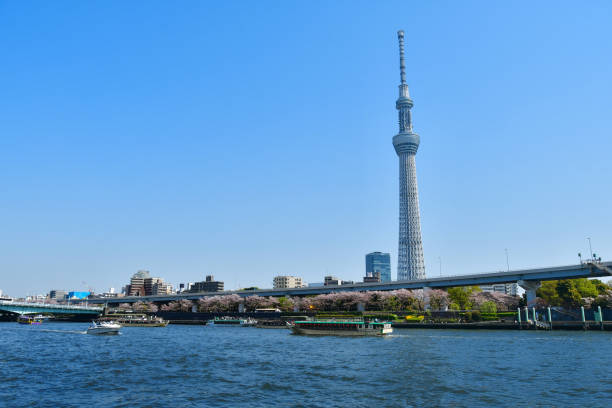 istock Scenery of the Sumidagawa River in spring 941028758