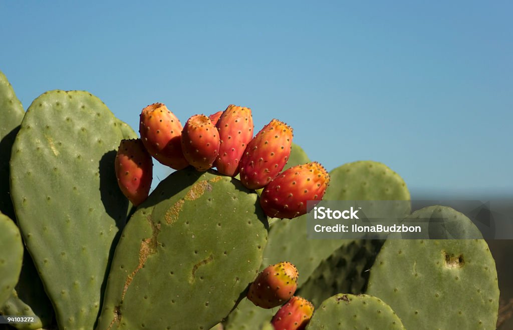 Opuntia erinacea com Fruta vermelha - Royalty-free Ao Ar Livre Foto de stock