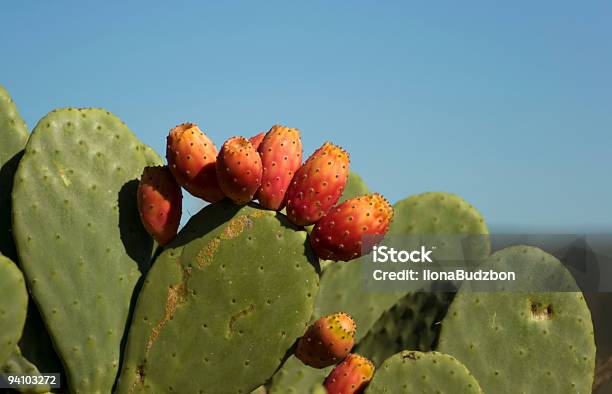 Opuntia Erinacea Com Fruta Vermelha - Fotografias de stock e mais imagens de Ao Ar Livre - Ao Ar Livre, Cato, Comida
