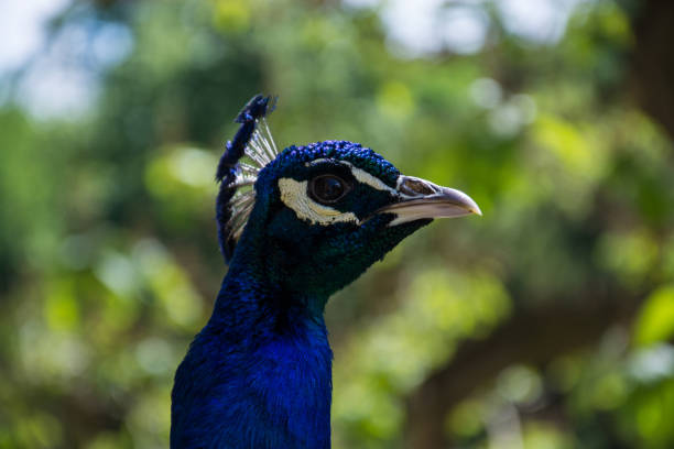 istock Indian Peacock in a Garden 941032932