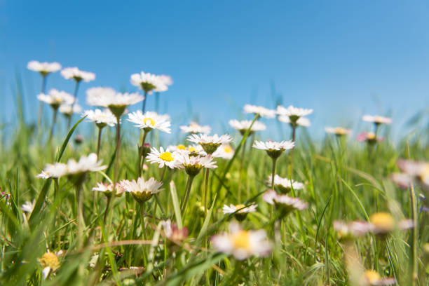 margherite in fiore di fronte al cielo blu - clover field blue crop foto e immagini stock