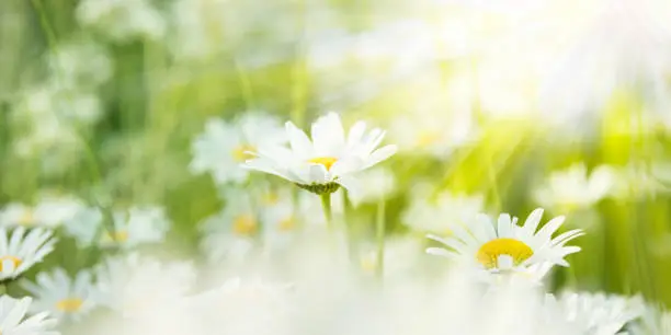 Photo of white daisies in a meadow lit by sunlight