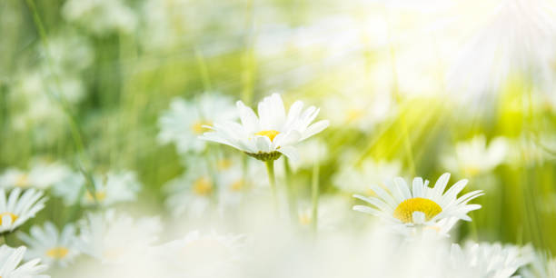 белые ромашки на лугу, освещенном солнечным светом - marguerite стоковые фото и изображения
