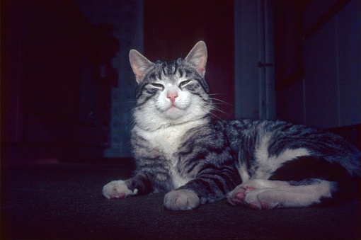 Rosenheim, Germany, 1985. Cozy house cat in the hallway.