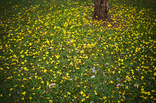 Yellow tabebuia flowers splattered on the green grass in the park. Background of yellow flowers and dry leaves on the ground. May use for natural background.