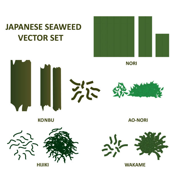 Seaweed vector set. Japanese wakame, nori, hijiku, konbu and ao nori algae food. Vector. Seaweed vector set. Japanese wakame, nori, hijiku, konbu and ao nori algae food. Vector. eps10. nori stock illustrations