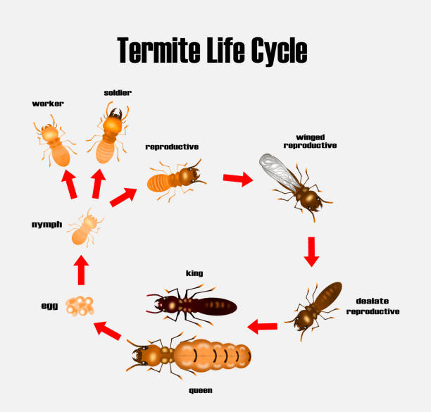 illustrations, cliparts, dessins animés et icônes de cycle de vie de termite, style cartoon, vector. - worker termite