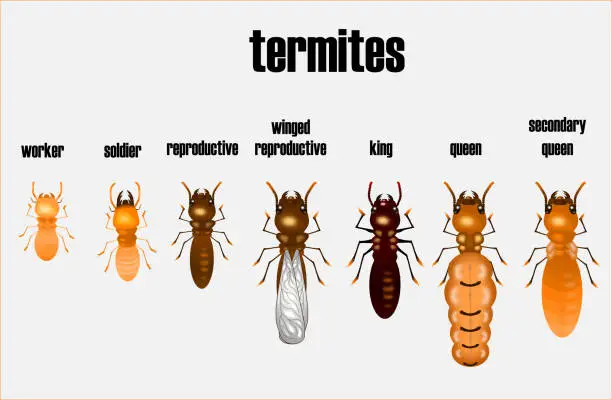 Vector illustration of termite life cycle,cartoon style,vector.