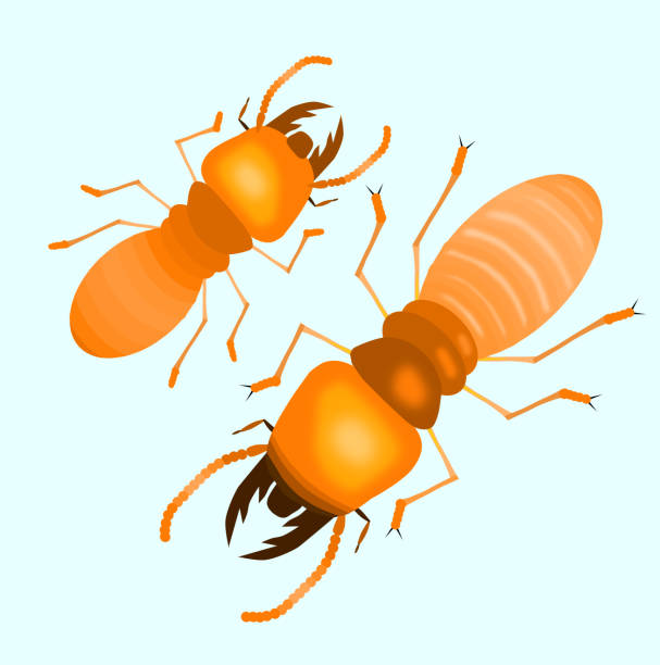 isolierte termite mit weichen blauen hintergrund, cartoon-stil, isoliert vektor-illustration. - ant underground animal nest insect stock-grafiken, -clipart, -cartoons und -symbole