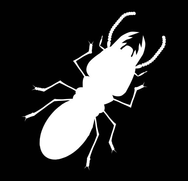 termite mit schwarzem hintergrund, cartoon-stil, isoliert vektor-illustration - ant underground animal nest insect stock-grafiken, -clipart, -cartoons und -symbole