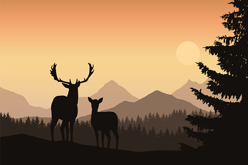 Deer and hind in a mountain landscape with coniferous forest and trees, under the morning sky with the rising sun - vector