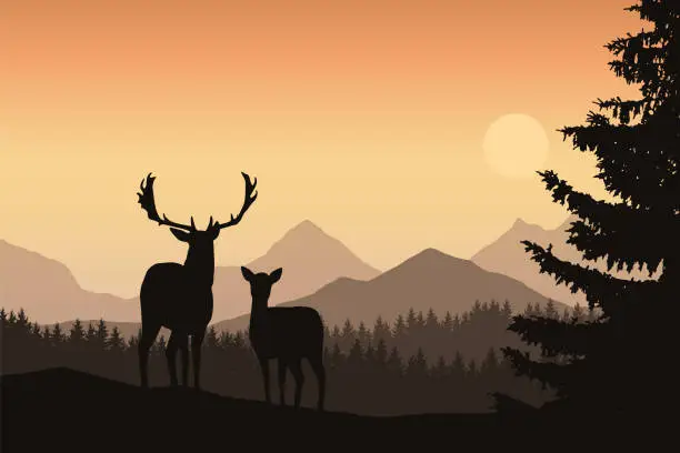 Vector illustration of Deer and hind in a mountain landscape with coniferous forest and trees, under the morning sky with the rising sun - vector