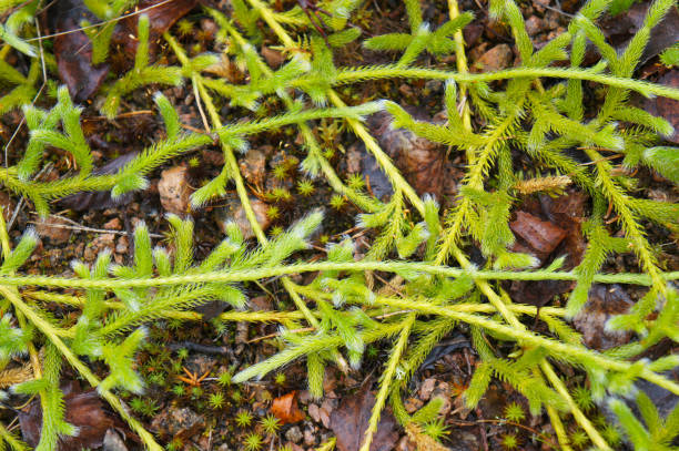 Lycopodium clavatum or Lycopodiaceae green plant on forest ground Lycopodium clavatum or Lycopodiaceae green plant on forest ground lycopodiaceae photos stock pictures, royalty-free photos & images