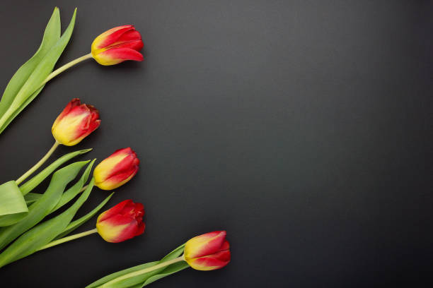 istock Red yellow tulips on black background with copyspace 941041342