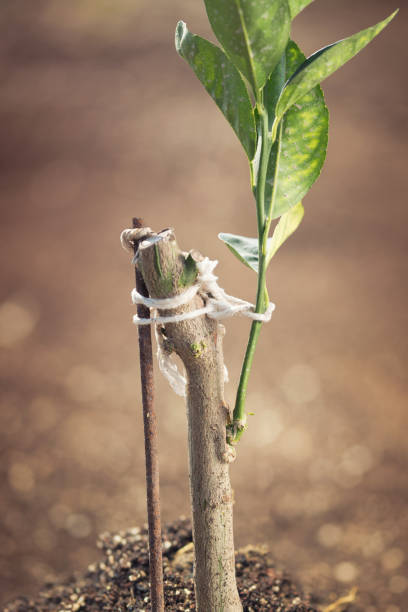 planta de laranjeira com vacinação. conceito de aggriculture. - aggriculture - fotografias e filmes do acervo