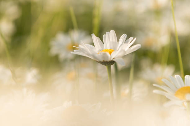 istock Delicate daisies flowers in the evening light 941044148