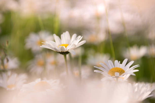 istock Delicate daisies flowers in the evening light 941044208