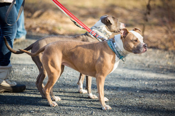 istock dog walking outside on leash day job 941046990