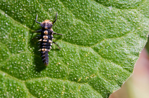 istock Little insect on green leaf 941047972