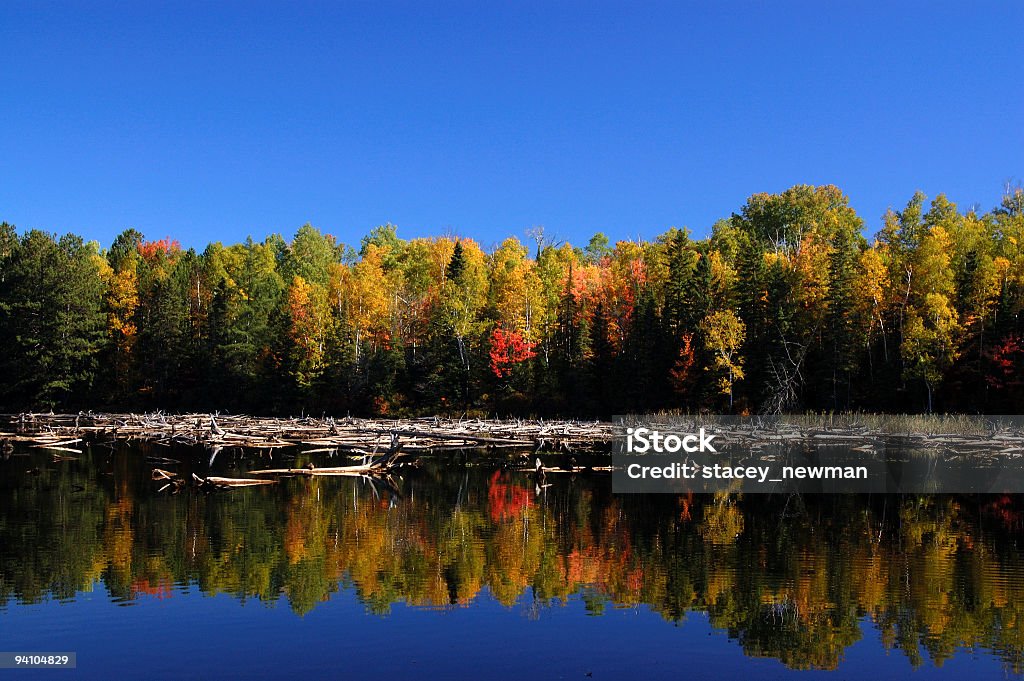 Vibrante cores de outono - Foto de stock de Arborizado royalty-free