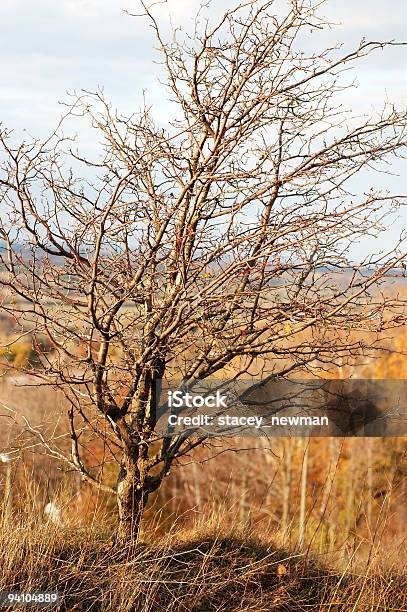 Albero Morto - Fotografie stock e altre immagini di Acacia - Acacia, Africa, Albero