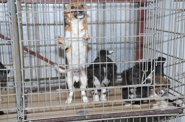 istock Dogs from the shelter in cave 941050400
