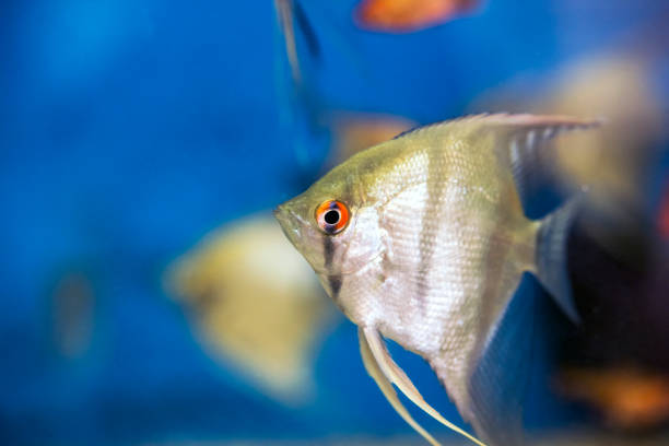 Pufferfish in the aquarium