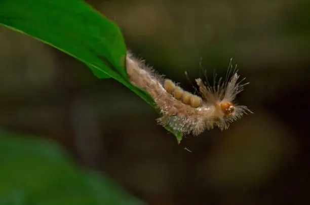 Photo of caterpillars