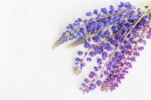 istock Lupine flower on a light background 941055068