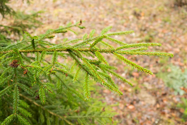 istock brightly green branches of a Christmas tree with a juicy needles 941055888