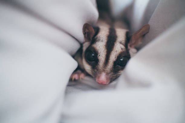 Close up of cute small Sugar Glider in her favourite hole. Close up of cute small Sugar Glider in her favourite pillow. sleeping squirrel stock pictures, royalty-free photos & images