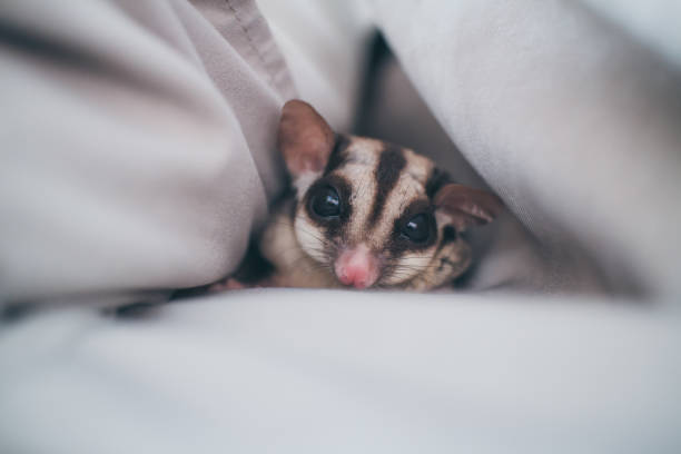 Close up of cute small Sugar Glider in her favourite hole. Close up of cute small Sugar Glider in her favourite pillow. sleeping squirrel stock pictures, royalty-free photos & images