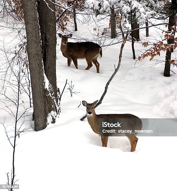 Photo libre de droit de La Vie Sauvage banque d'images et plus d'images libres de droit de Animaux à l'état sauvage - Animaux à l'état sauvage, Arbre, Beauté