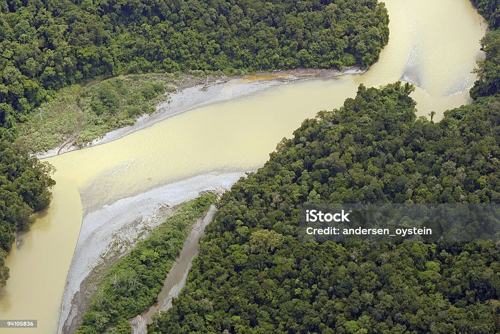 Incontaminato paesaggio della foresta pluviale - Foto stock royalty-free di Albero