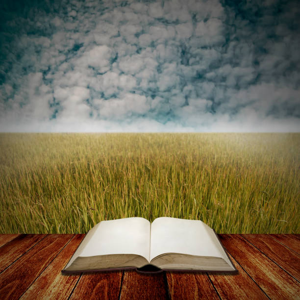 istock Study with agriculture, Open book on deck with rice field background 941058786