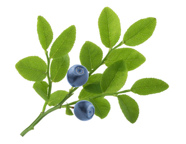 Blueberries on twig isolated on white background