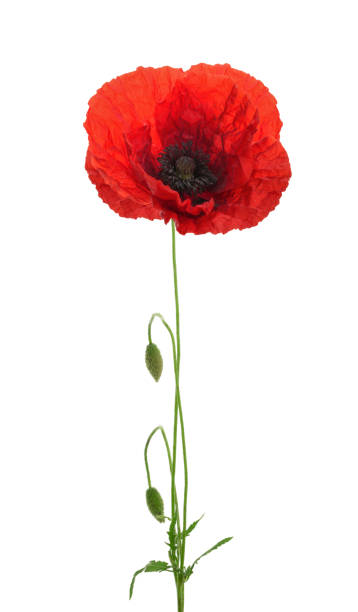 흰색 배경의 가시양귀비 아이리스입니다 - poppy field remembrance day flower 뉴스 사진 이미지