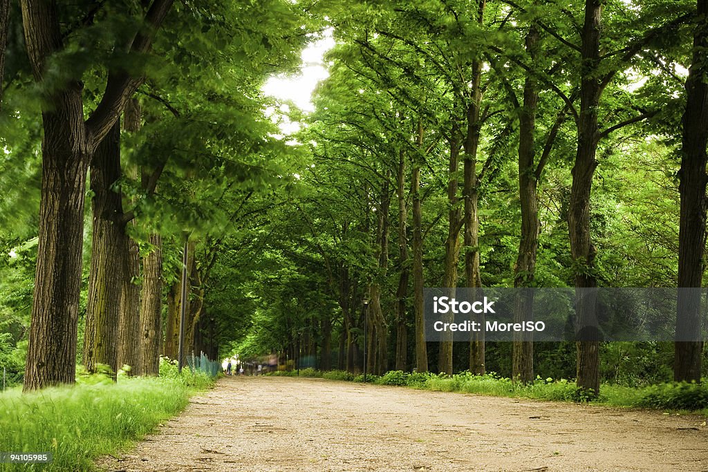 나무 그늘 - 로열티 프리 가로수 스톡 사진