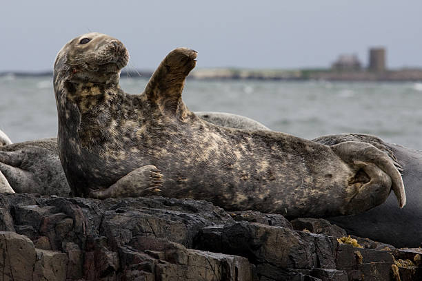 waving seal  farne islands stock pictures, royalty-free photos & images