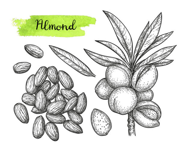 Ink sketch of almond. Ink sketch of almond. Hand drawn vector illustration. Isolated on white background. Retro style. almond tree stock illustrations